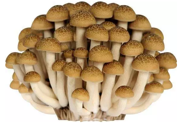 圖片關(guān)鍵詞 http://m.ktvit.com/ewebeditor/uploadfile/20170914091421667001.png