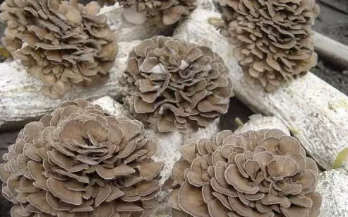 圖片關(guān)鍵詞 http://m.ktvit.com/ewebeditor/uploadfile/20170914091445139001.png