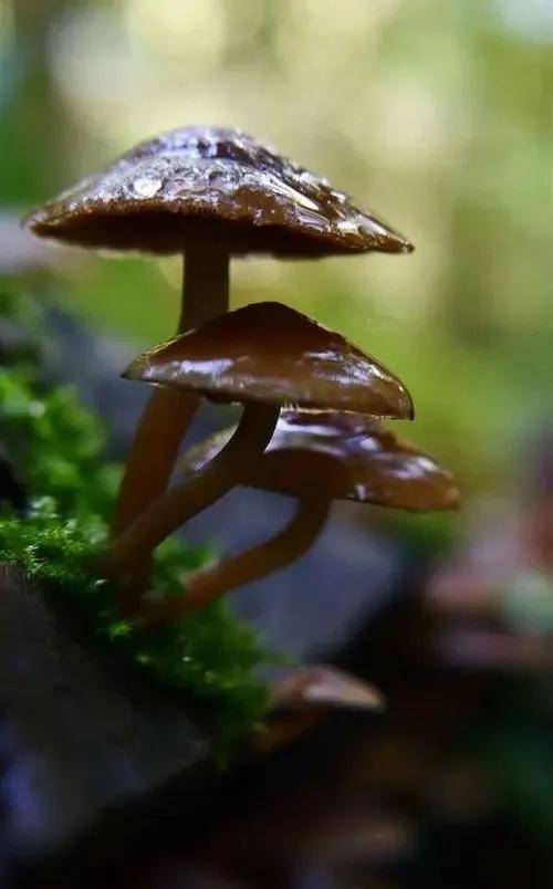 國家蘑菇地理：中國哪里的蘑菇最好吃？