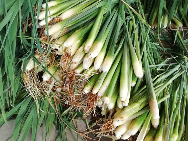 國家蘑菇地理：中國哪里的蘑菇最好吃？