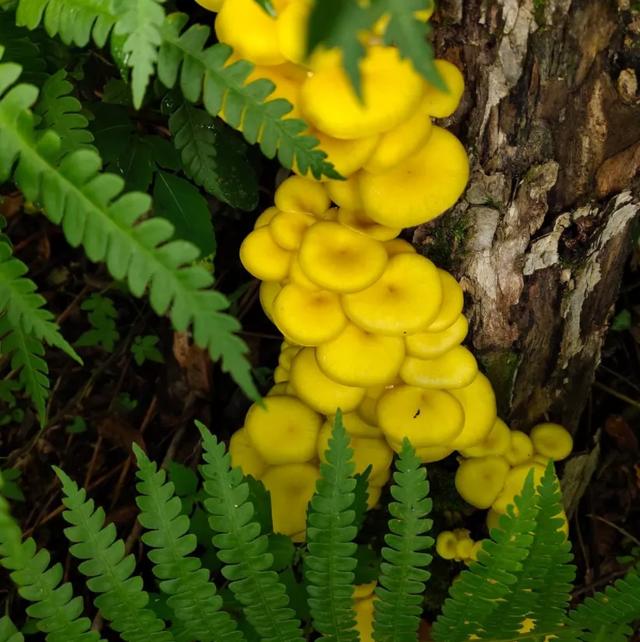 國家蘑菇地理：中國哪里的蘑菇最好吃？