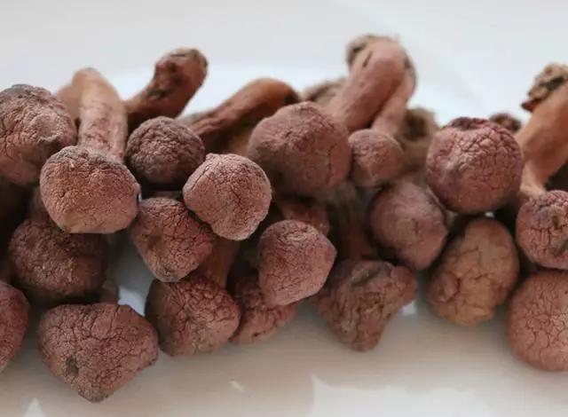 國家蘑菇地理：中國哪里的蘑菇最好吃？