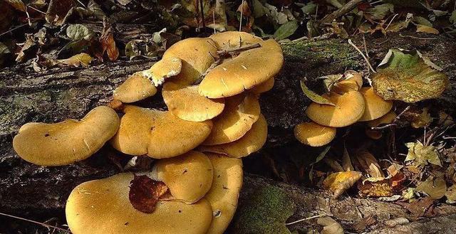 國家蘑菇地理：中國哪里的蘑菇最好吃？