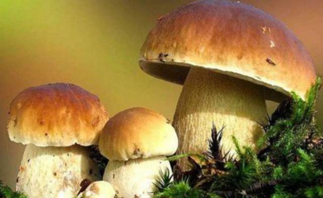 國家蘑菇地理：中國哪里的蘑菇最好吃？