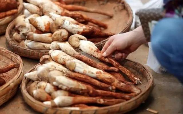 國家蘑菇地理：中國哪里的蘑菇最好吃？