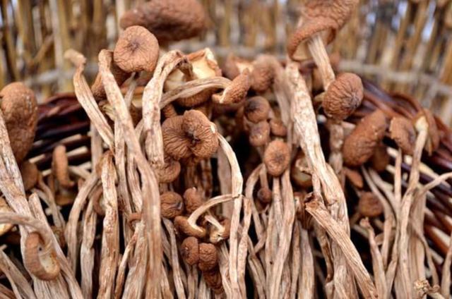 國家蘑菇地理：中國哪里的蘑菇最好吃？