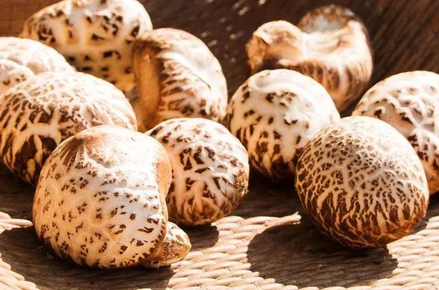 國家蘑菇地理：中國哪里的蘑菇最好吃？