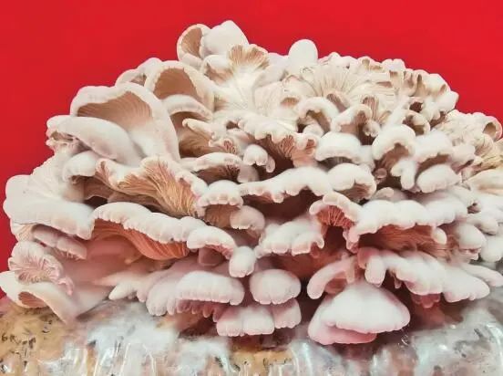 圖片關鍵詞 圖片